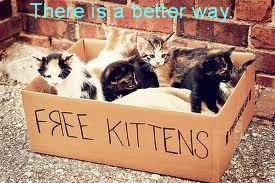 adopt a kitten for free