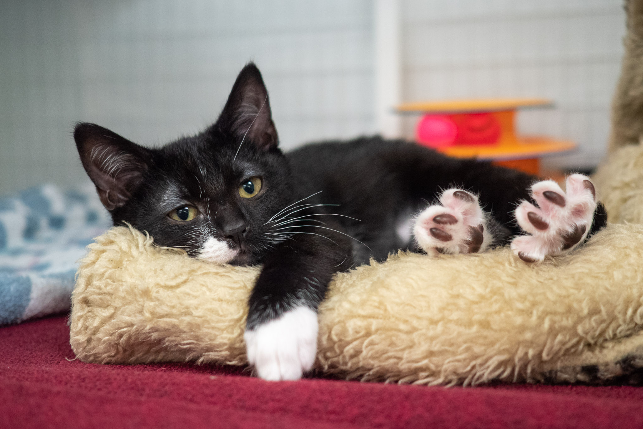 Adoption Policies MEOW Cat Rescue