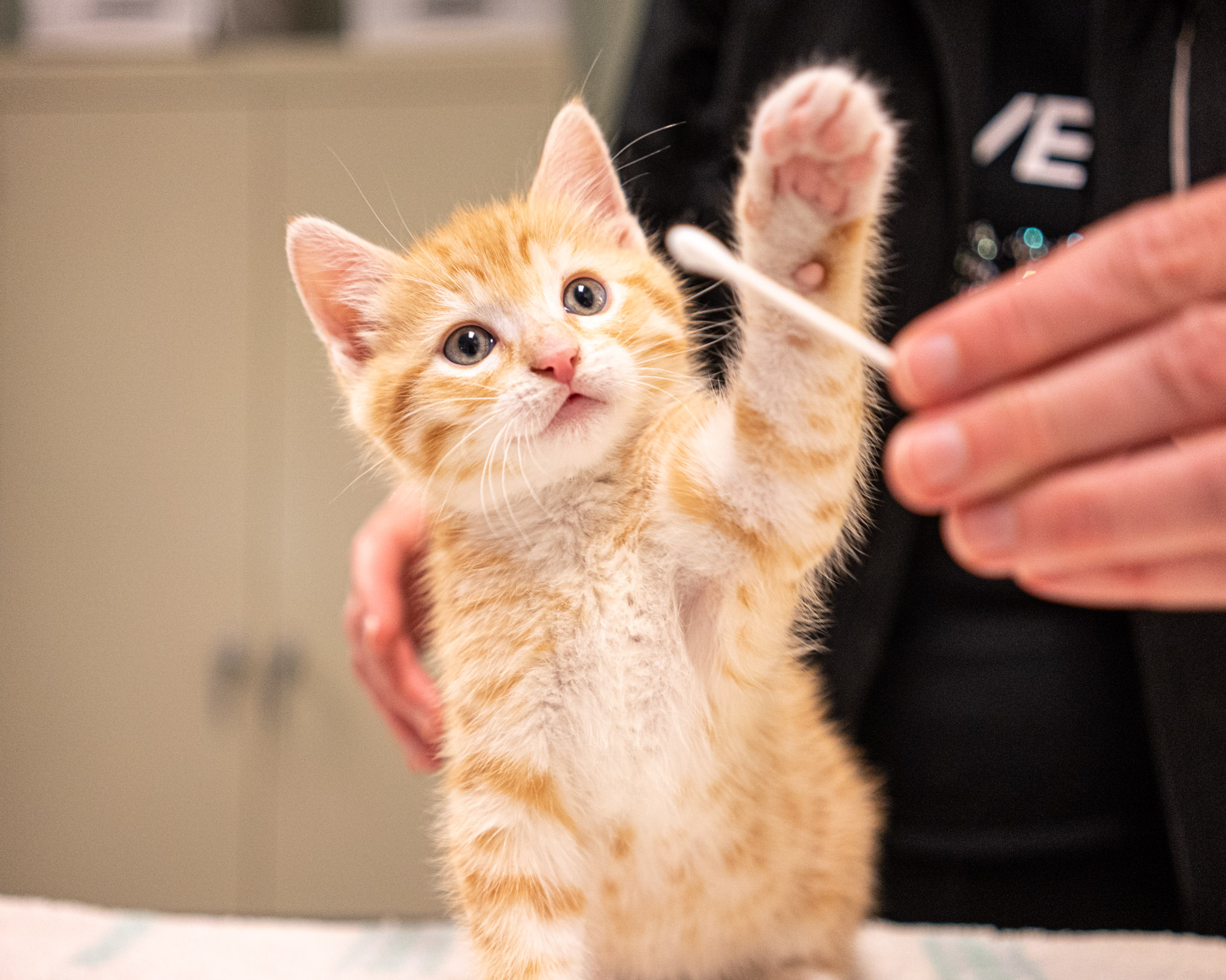 Meow, Meow, Meow: Why Do Cats Meow? - Mountain Road Animal Hospital