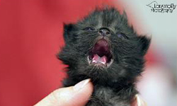 Single-Kitten Syndrome - MEOW Cat Rescue
