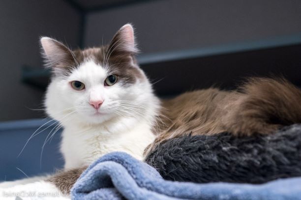 It gives them comfort': Winnipeg Humane Society calls for cat blanket  donations