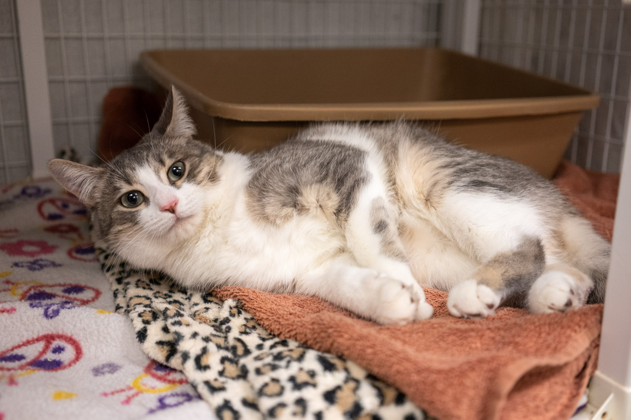 Shelter Sponsorships MEOW Cat Rescue