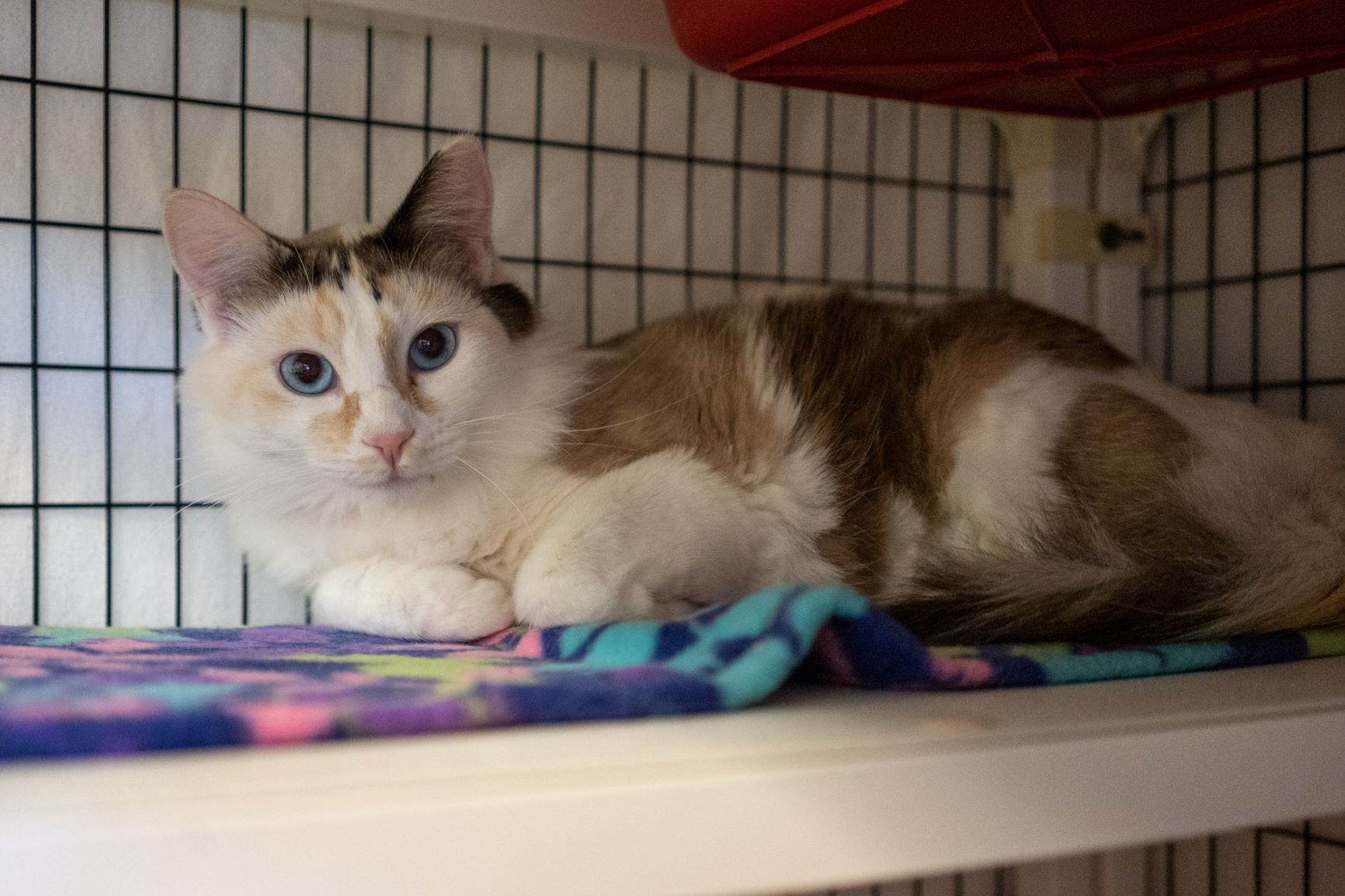 Cat available for store adoption near me