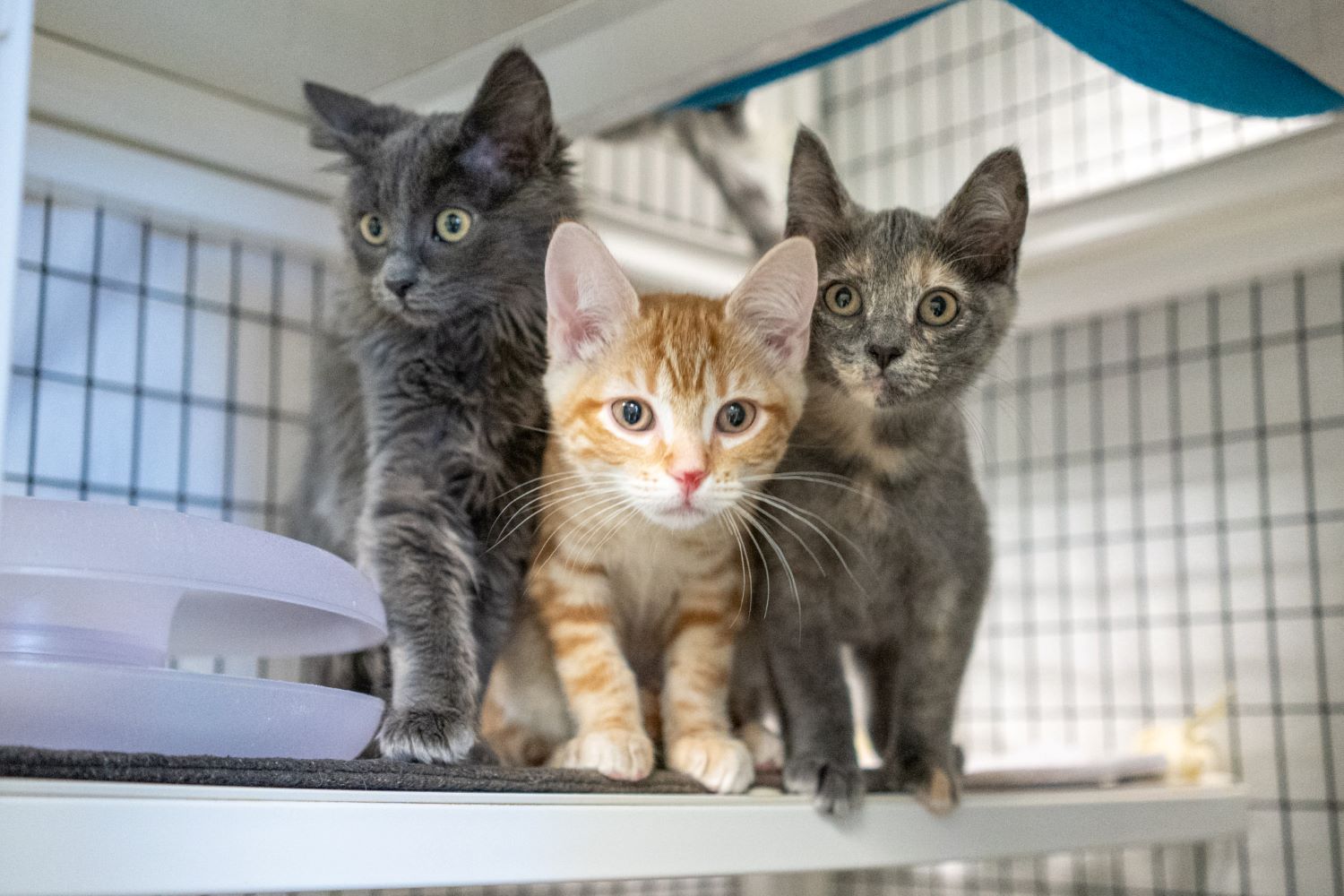 ADOPT  Mission Meow Cats