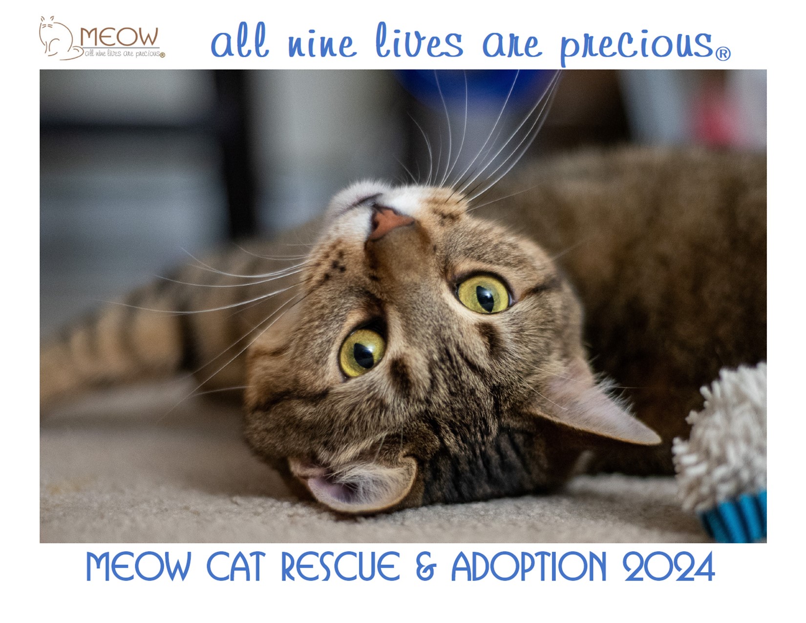 ADOPT  Mission Meow Cats