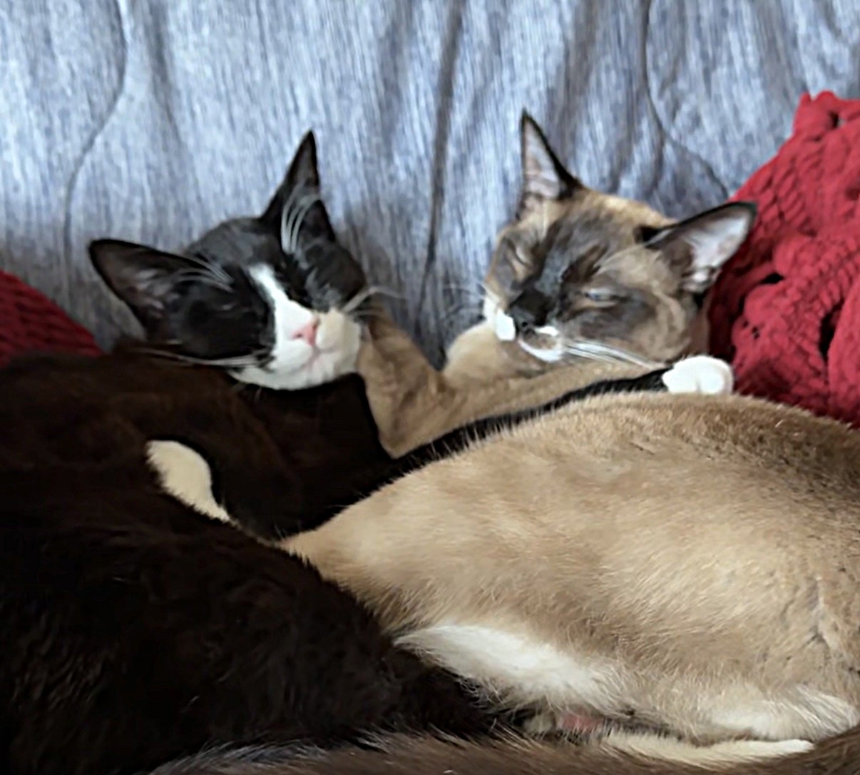 Poe & Cinder – aka Gourd & Cinnamon